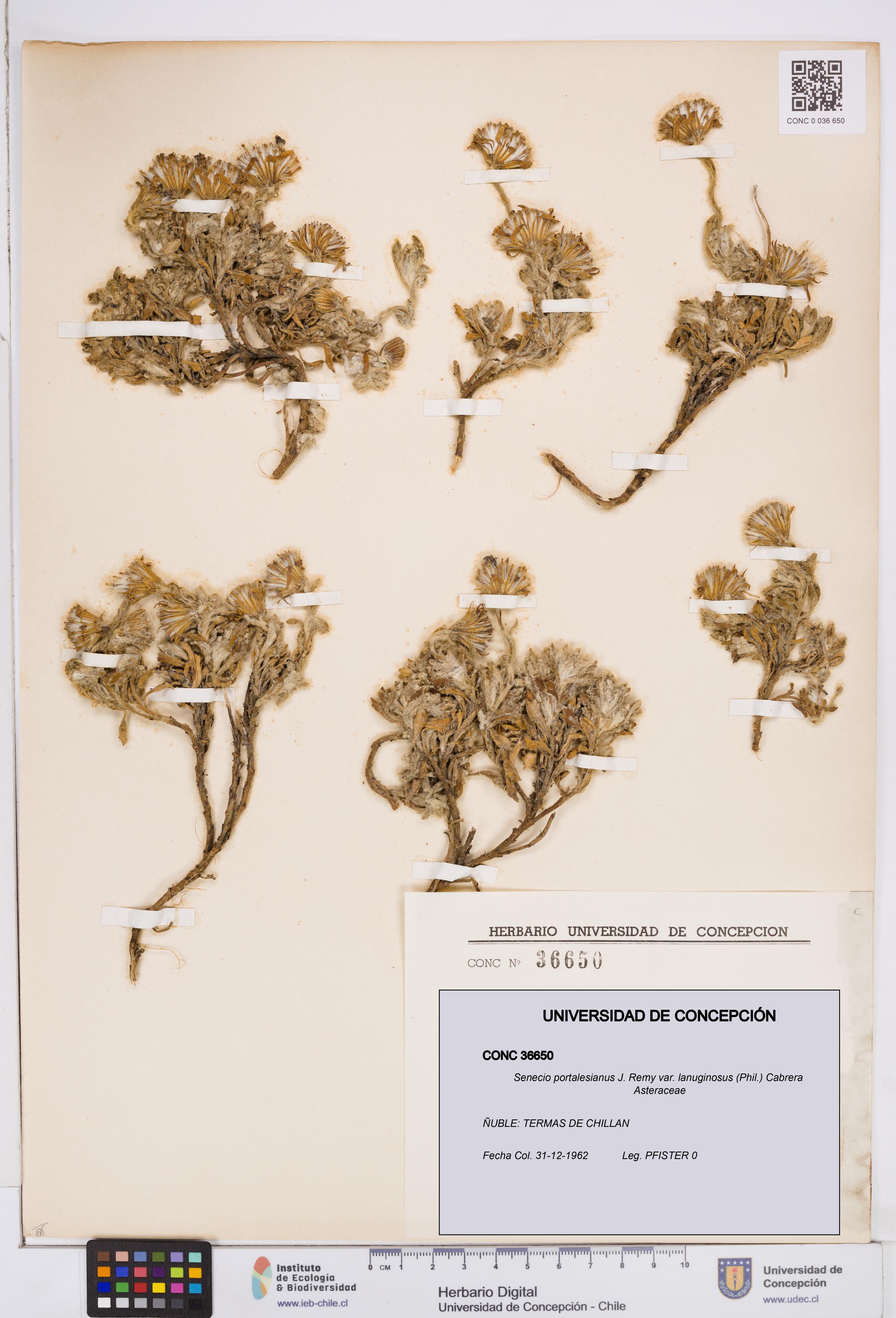 Senecio portalesianus var. lanuginosus [Espécimen: ]