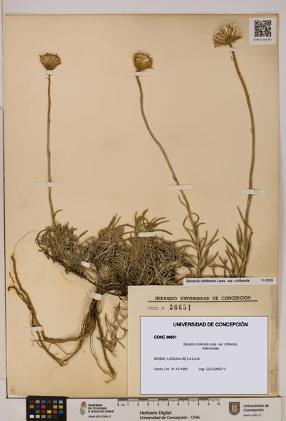 Senecio chilensis var. chilensis [Espécimen: UDEC:CONC:0036651]