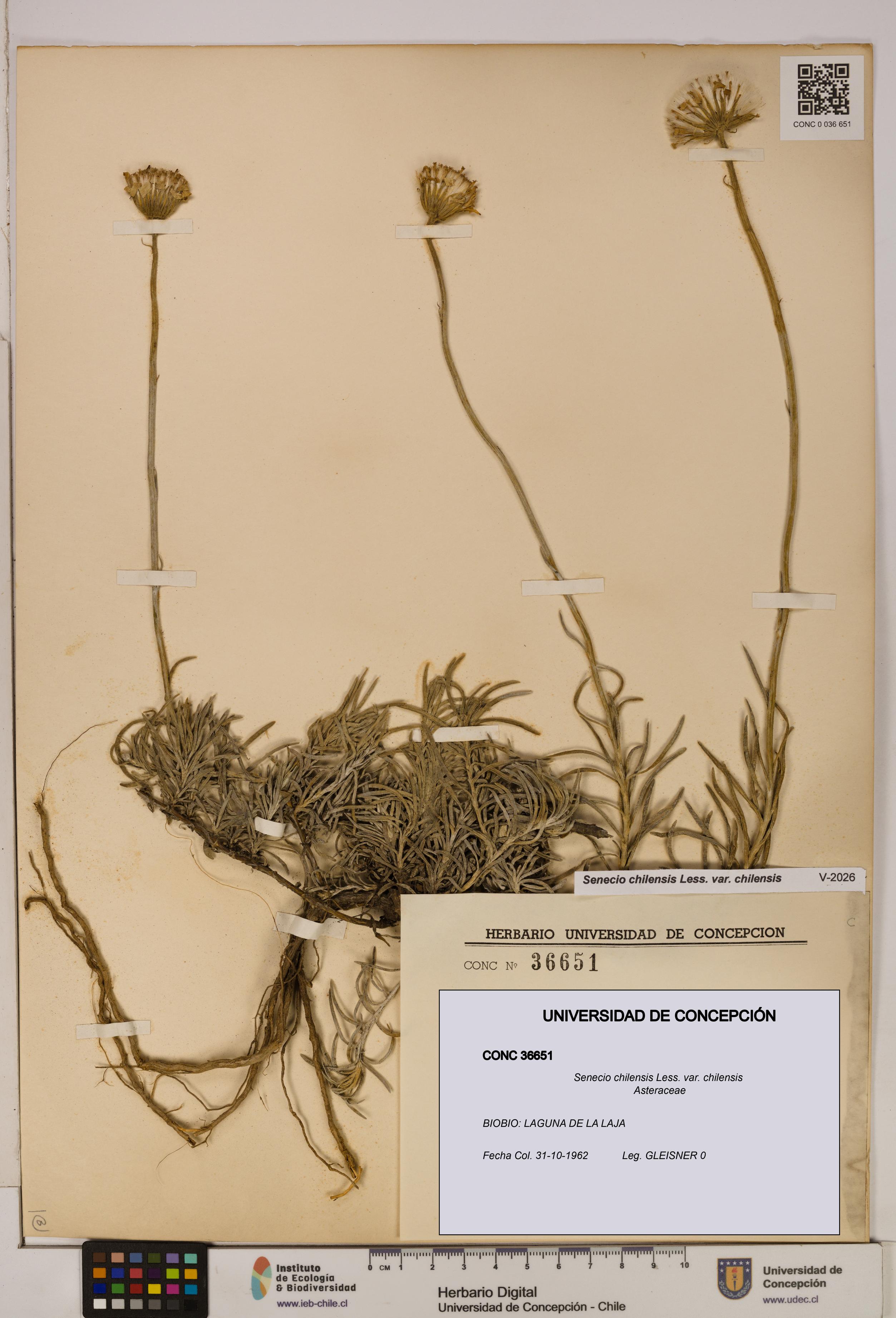Senecio chilensis var. chilensis [Espécimen: UDEC:CONC:0036651]