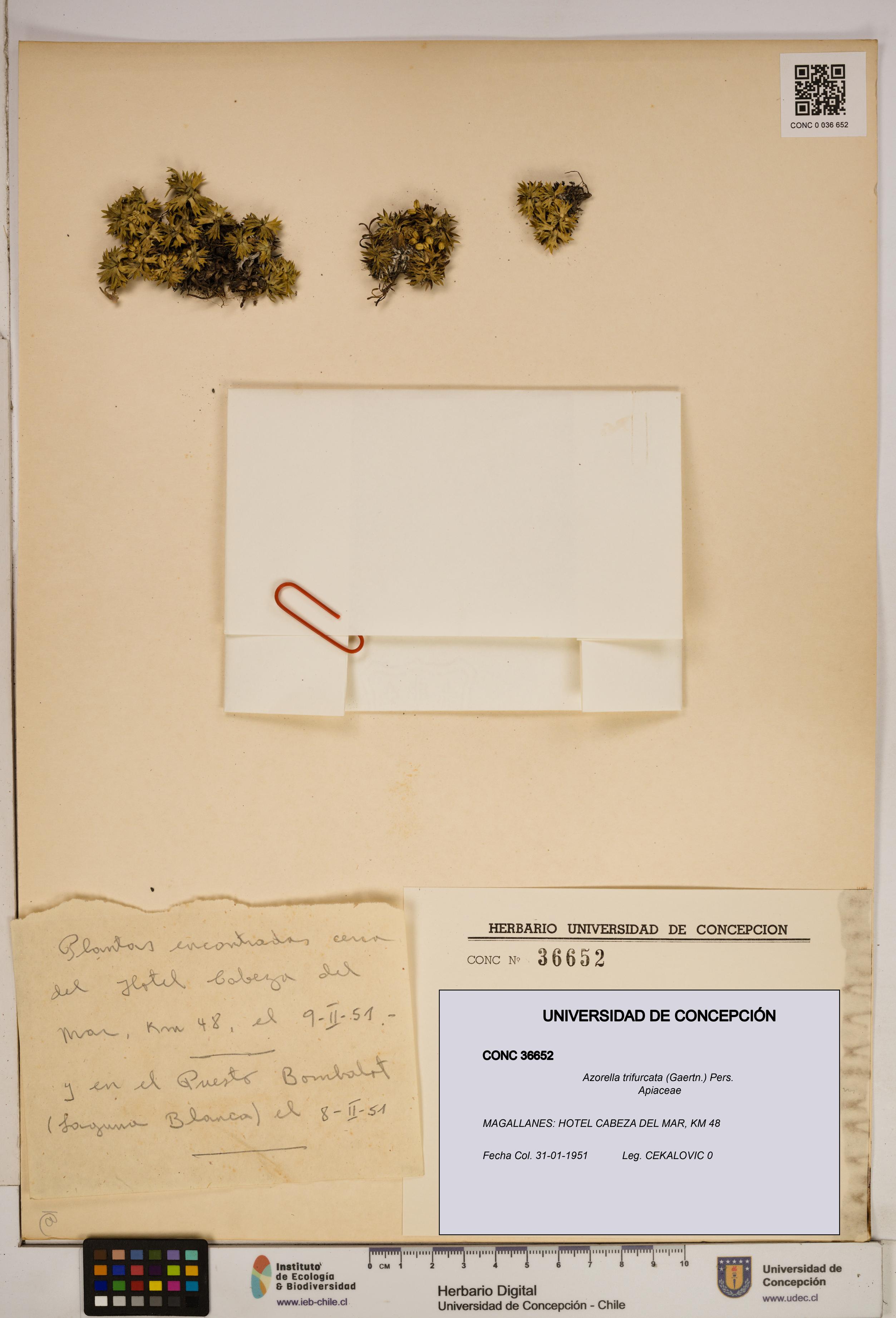 Azorella trifurcata [Espécimen: ]