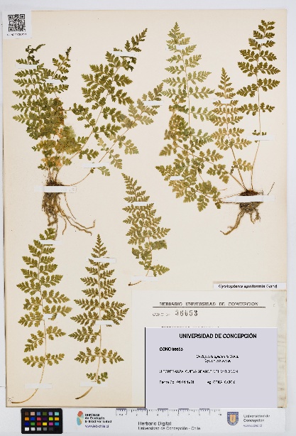 Cystopteris apiiformis [Espécimen: UDEC:CONC:0036653]