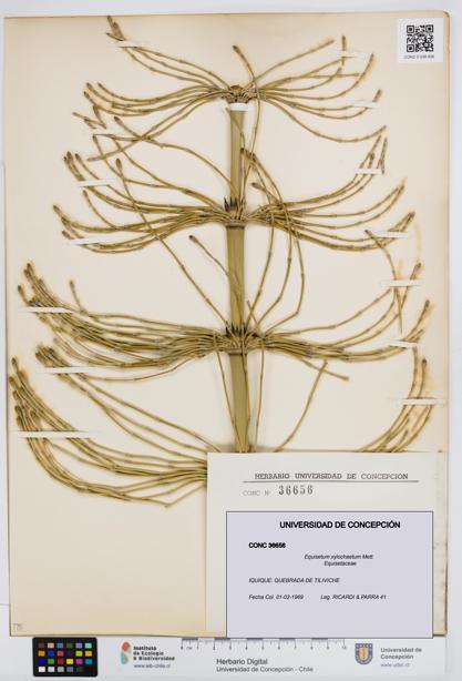 Equisetum xylochaetum [Espécimen: UDEC:CONC:0036656]