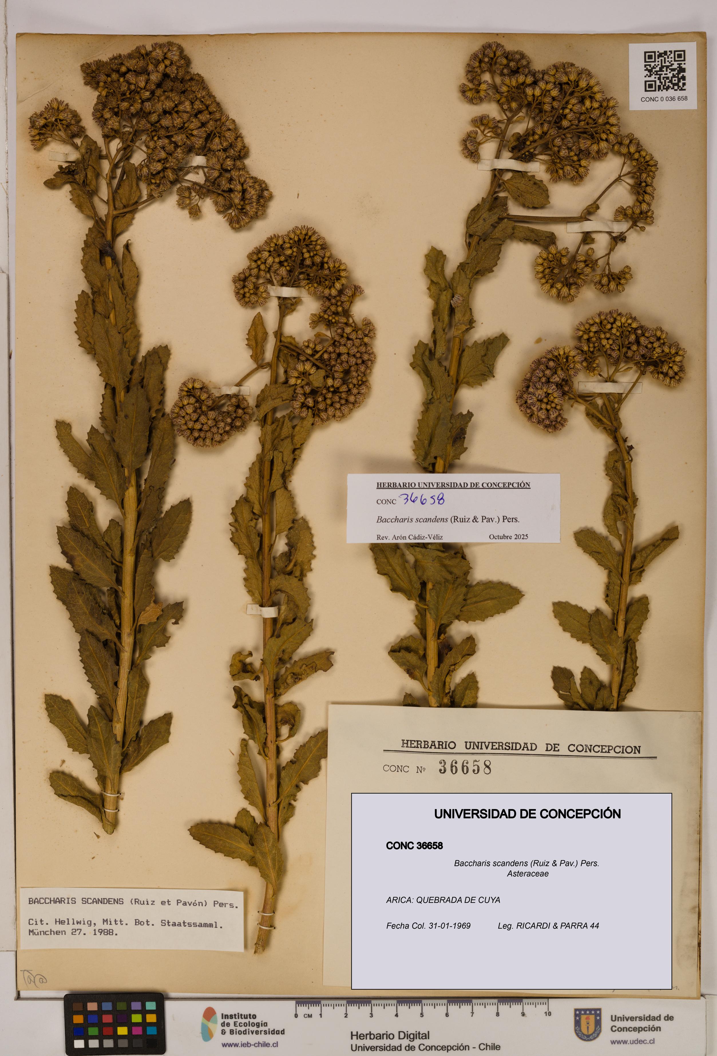 Baccharis scandens [Espécimen: UDEC:CONC:0036658]