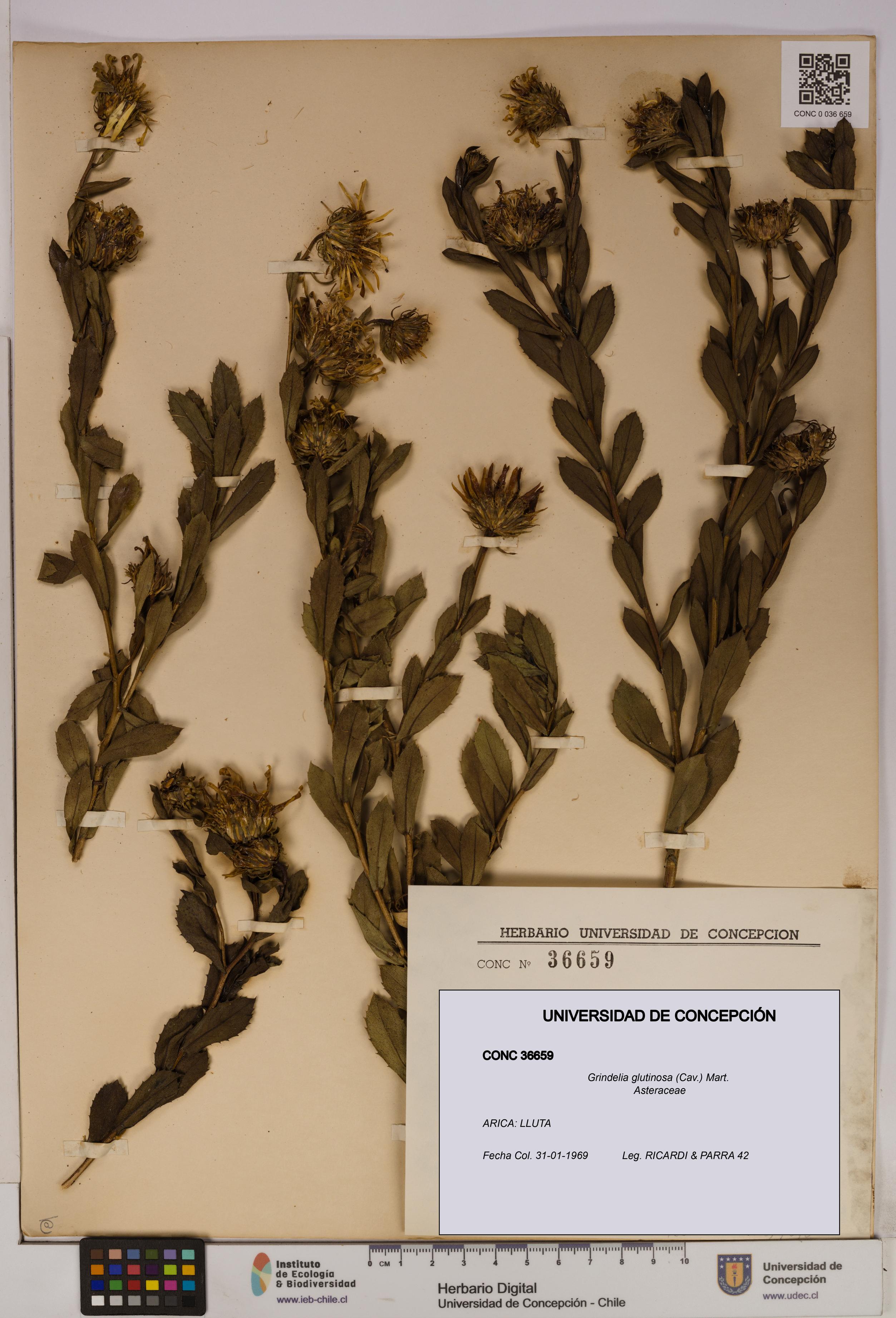 Grindelia glutinosa [Espécimen: UDEC:CONC:0036659]