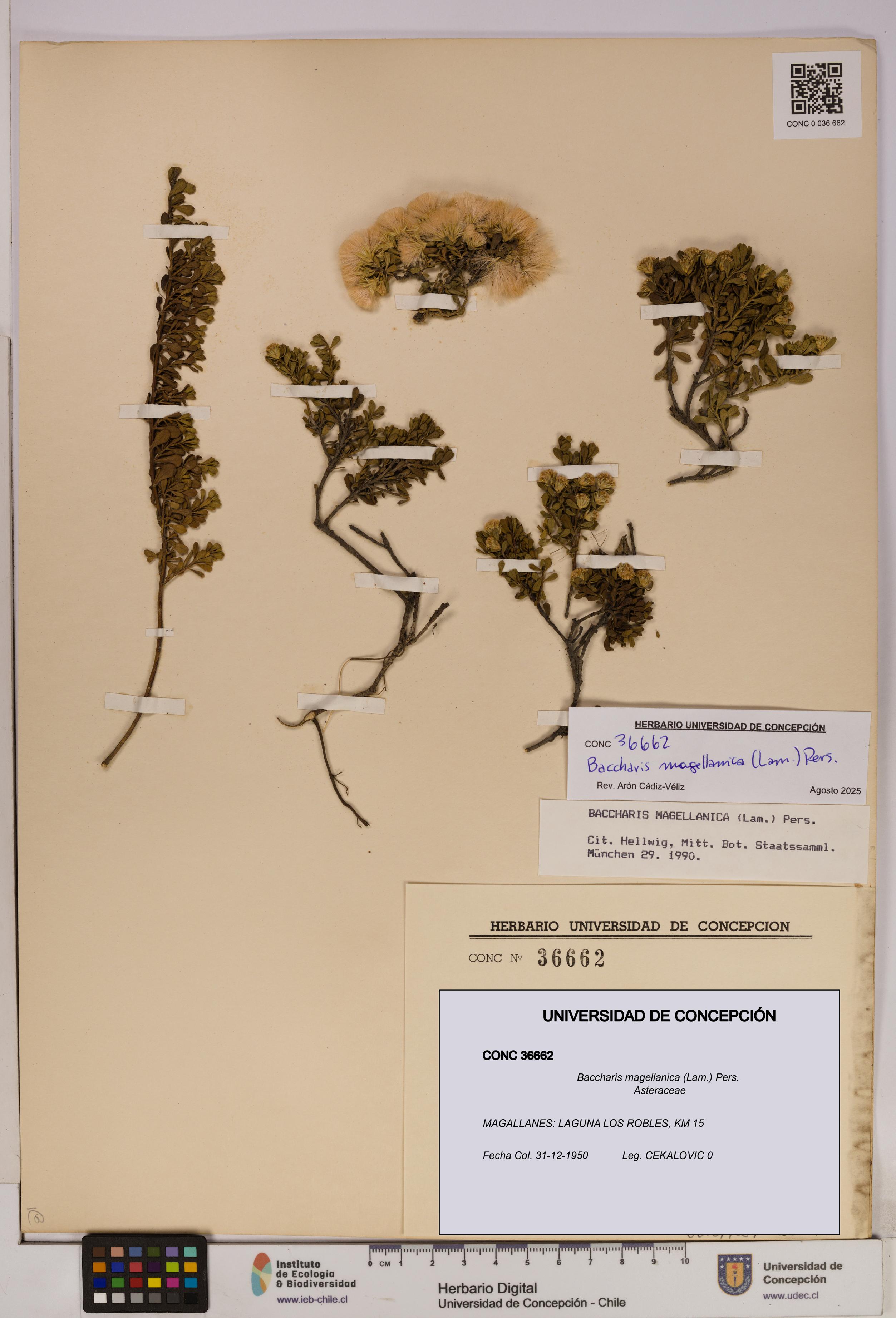 Baccharis magellanica [Espécimen: UDEC:CONC:0036662]