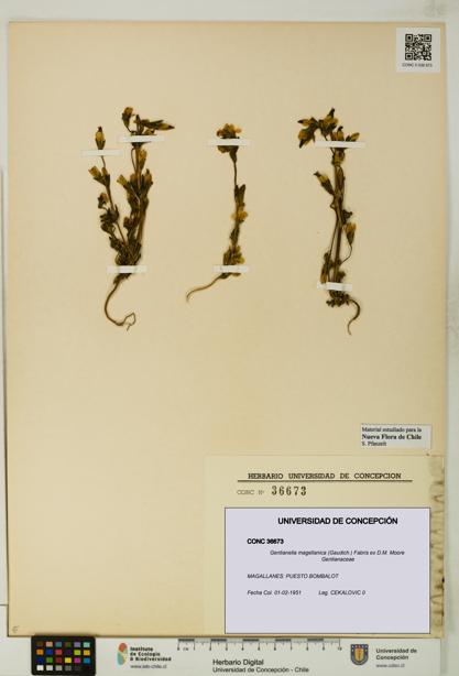 Gentianella magellanica [Espécimen: UDEC:CONC:0036673]