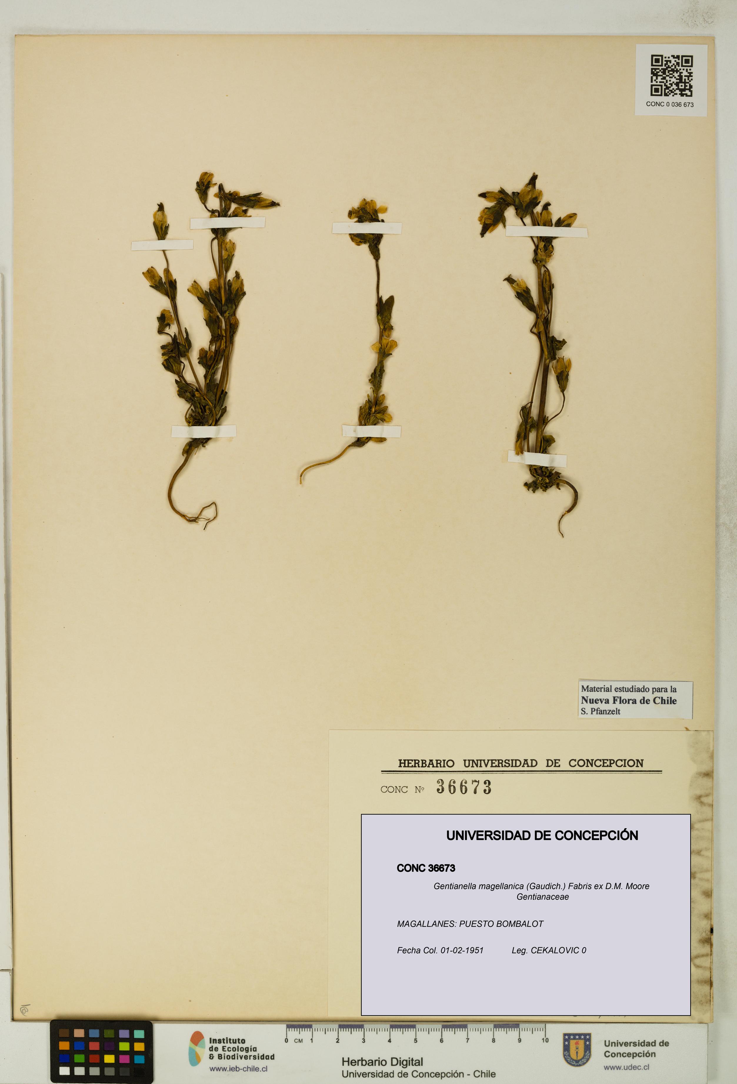 Gentianella magellanica [Espécimen: UDEC:CONC:0036673]