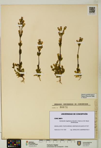 Gentianella magellanica [Espécimen: UDEC:CONC:0036674]