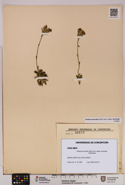 Perezia recurvata subsp. recurvata [Espécimen: UDEC:CONC:0036678]