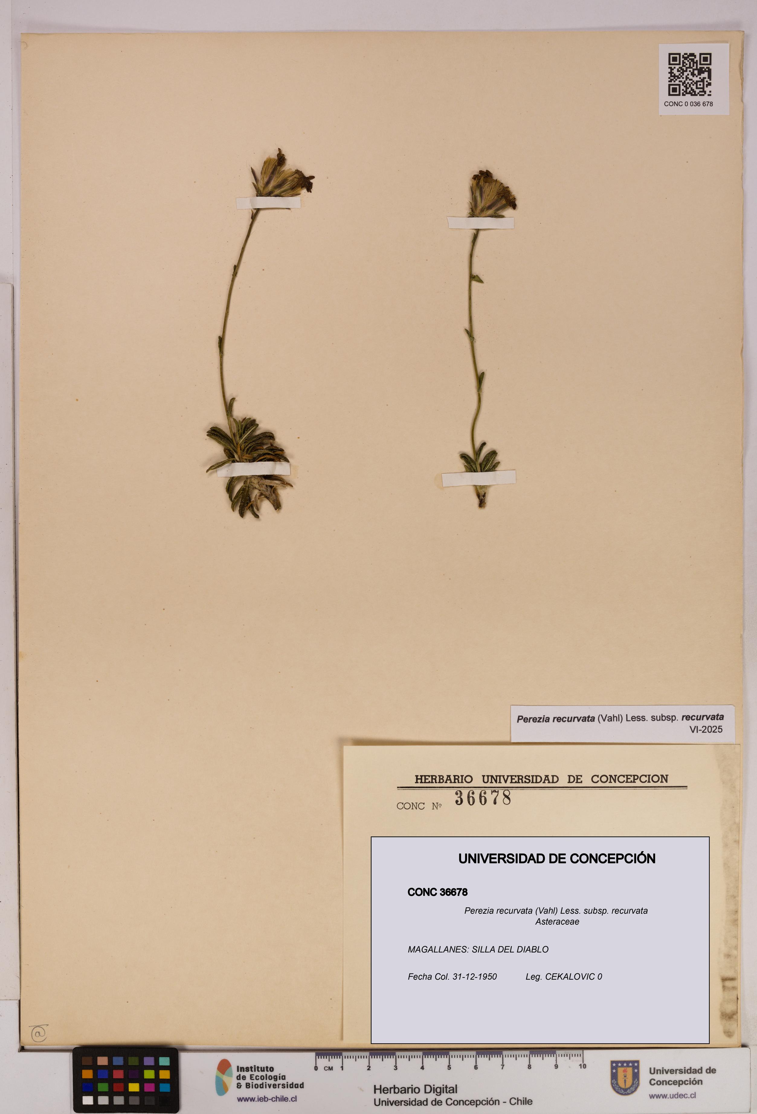 Perezia recurvata subsp. recurvata [Espécimen: UDEC:CONC:0036678]