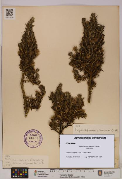 Diplostephium cinereum [Espécimen: UDEC:CONC:0036680]