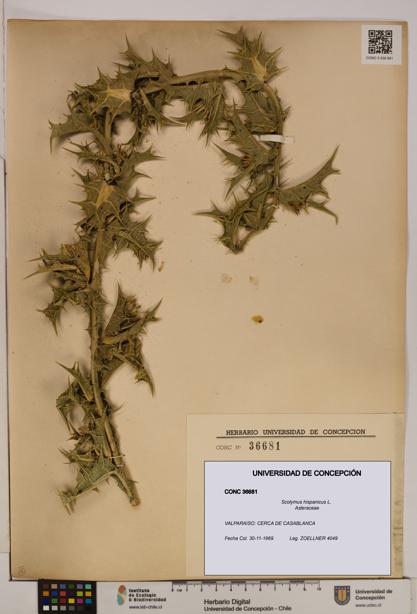 Scolymus hispanicus [Espécimen: ]