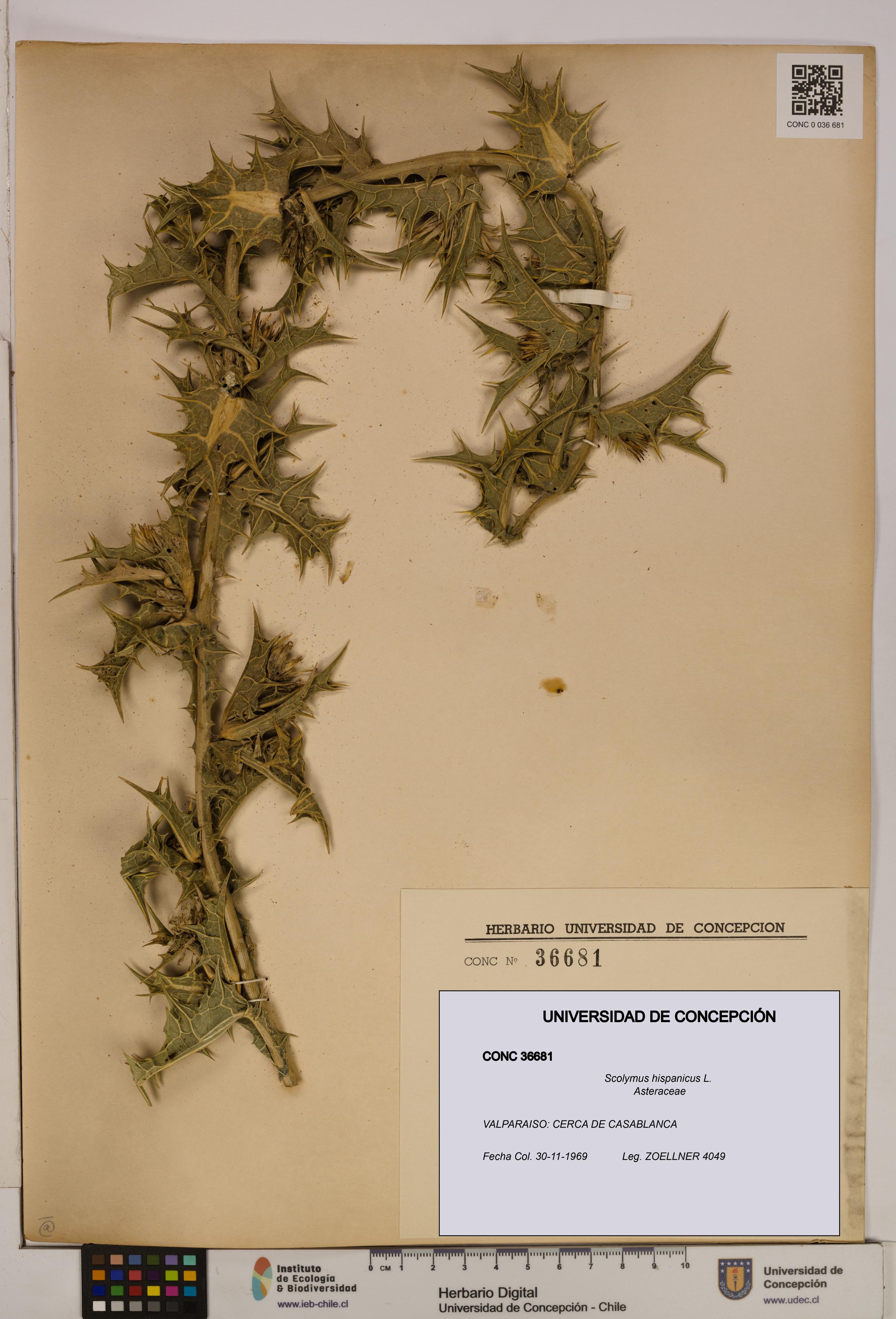 Scolymus hispanicus [Espécimen: ]