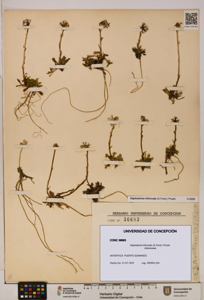 Haplosticha trifurcata [Espécimen: UDEC:CONC:0036683]