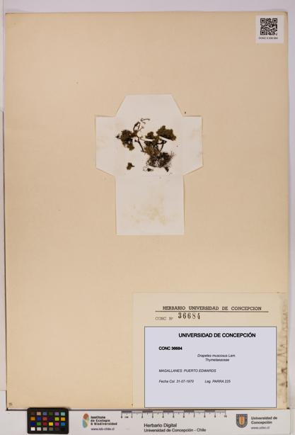 Drapetes muscosus [Espécimen: UDEC:CONC:0036684]