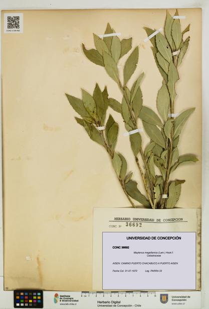 Maytenus magellanica [Espécimen: UDEC:CONC:0036692]