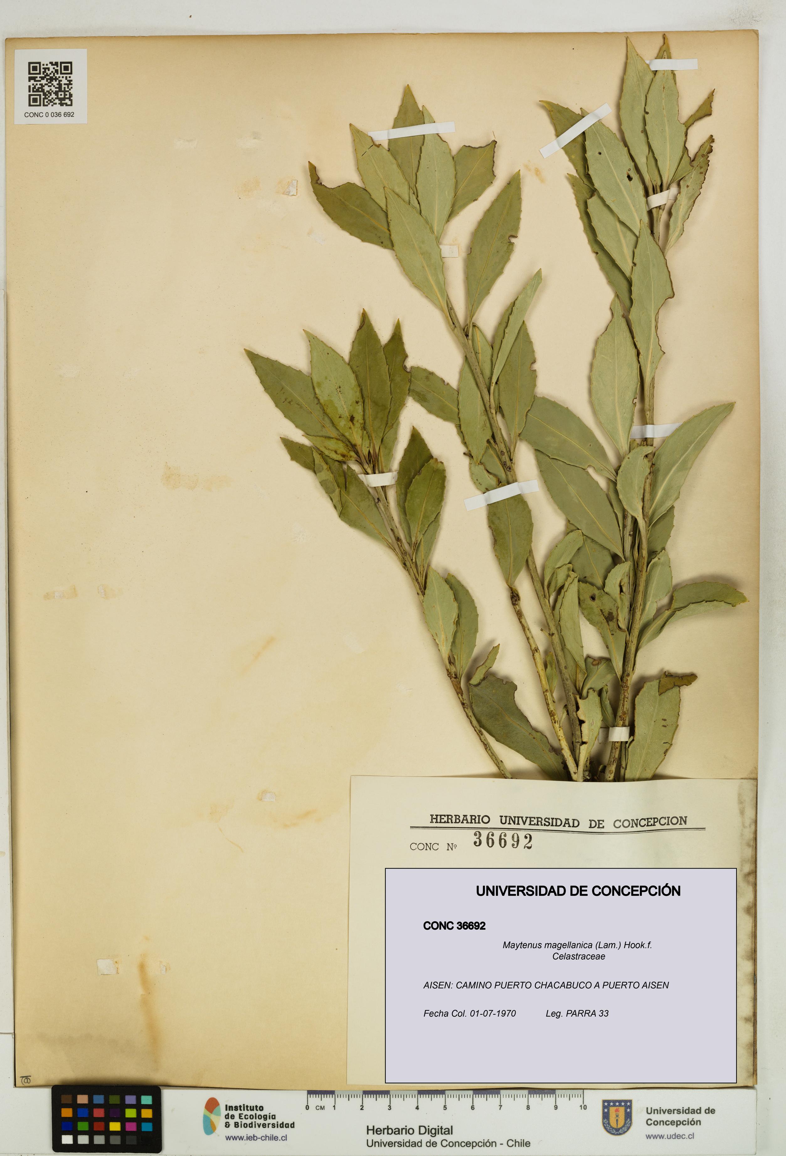 Maytenus magellanica [Espécimen: UDEC:CONC:0036692]