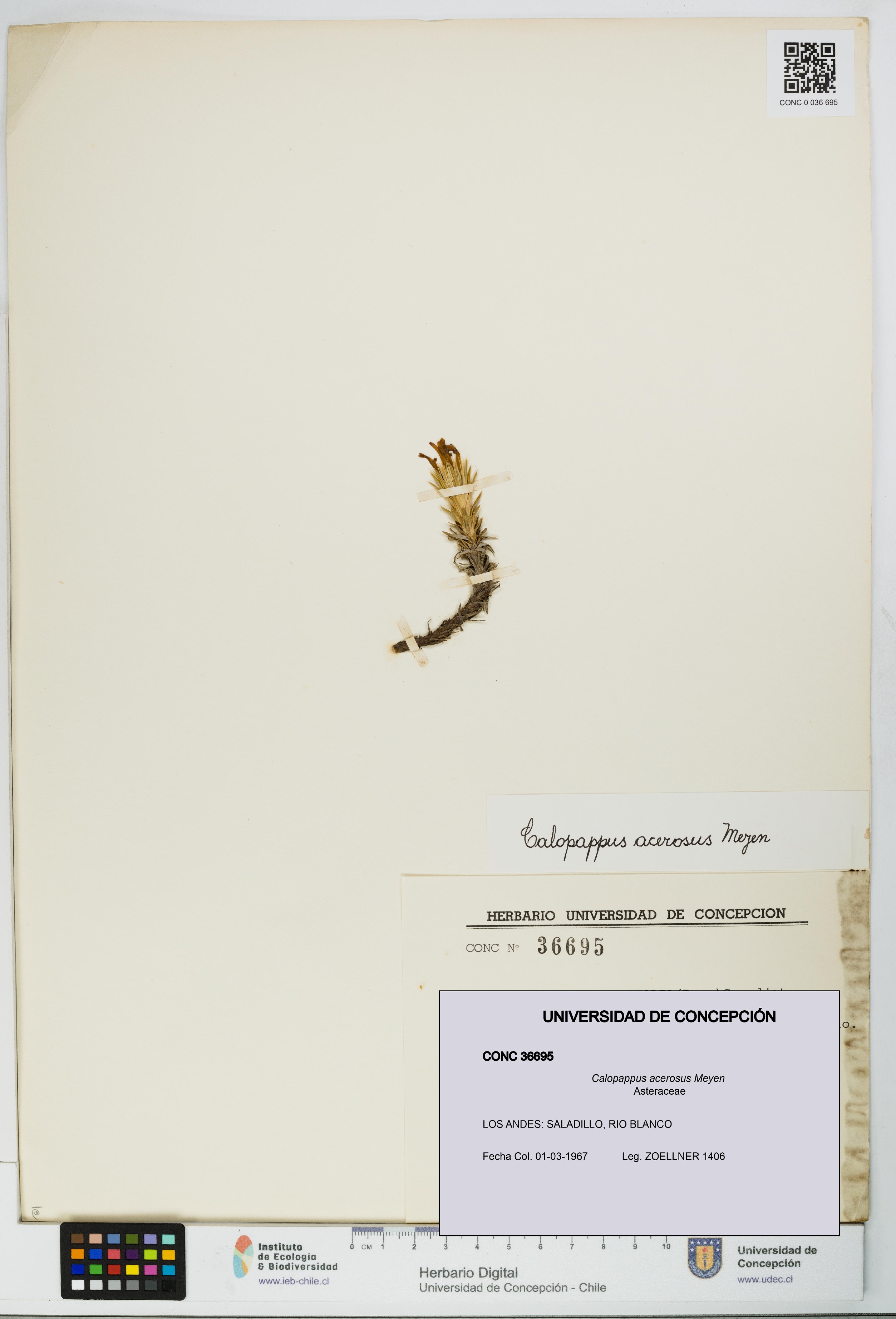 Calopappus acerosus [Espécimen: ]