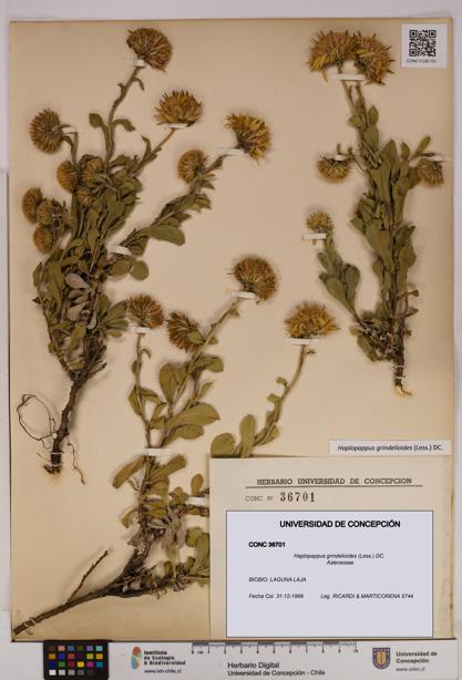 Haplopappus grindelioides [Espécimen: UDEC:CONC:0036701]