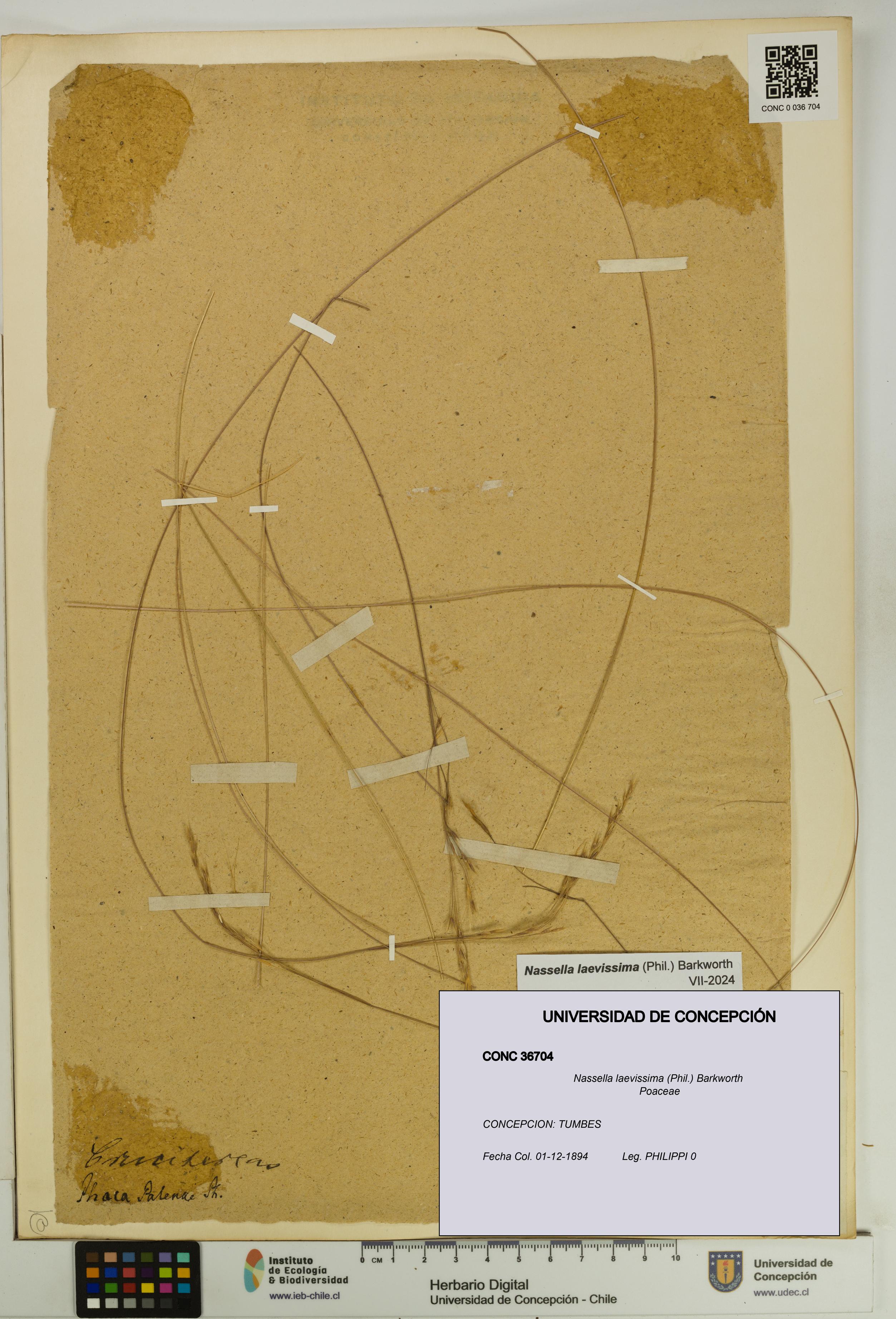 Nassella laevissima [Espécimen: UDEC:CONC:0036704]