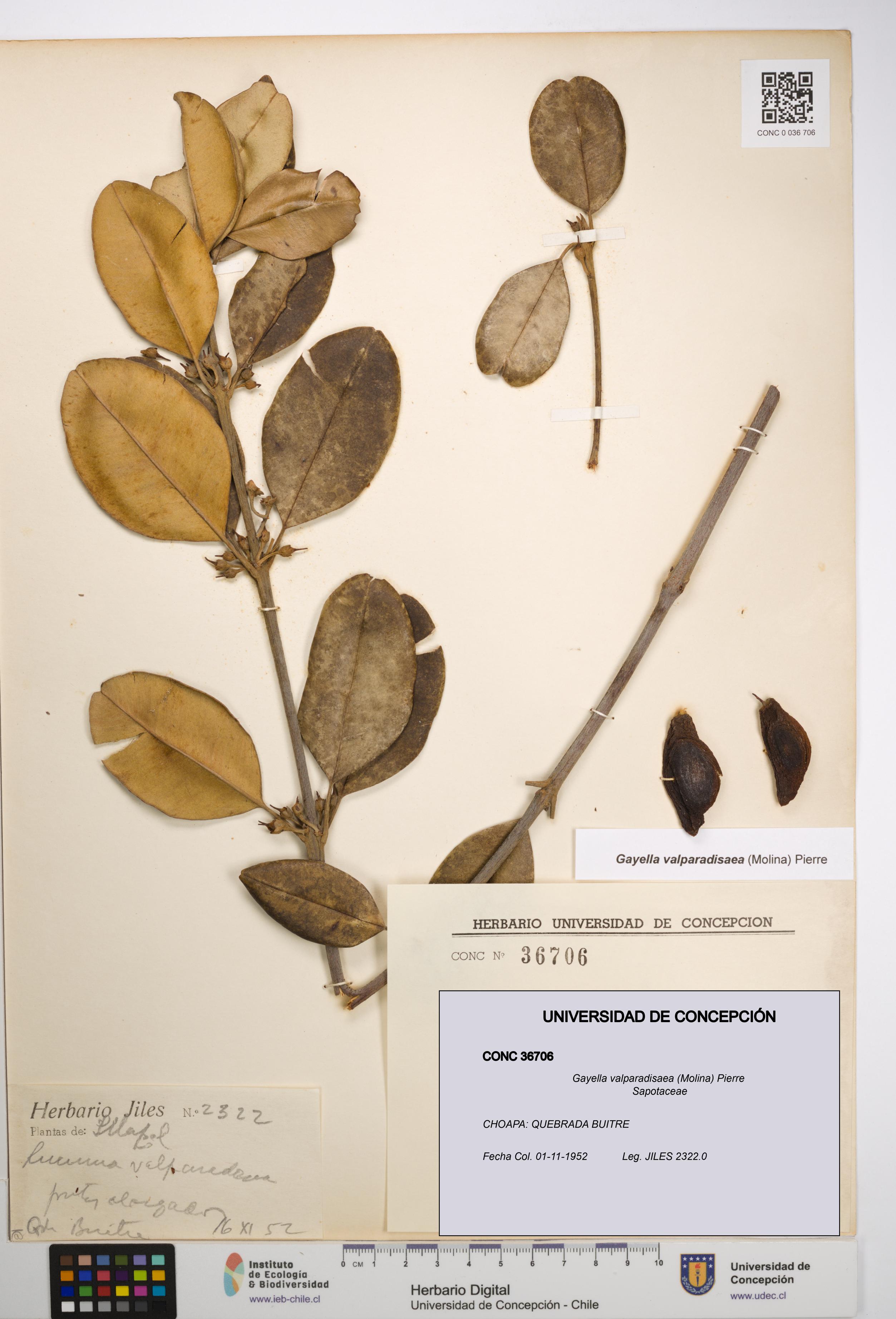 Gayella valparadisaea [Espécimen: UDEC:CONC:0036706]