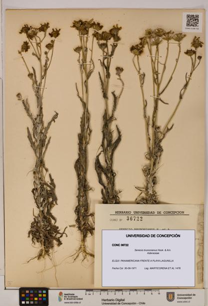 Senecio brunonianus [Espécimen: UDEC:CONC:0036722]