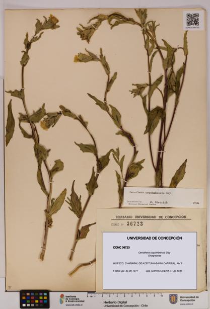 Oenothera coquimbensis [Espécimen: UDEC:CONC:0036723]