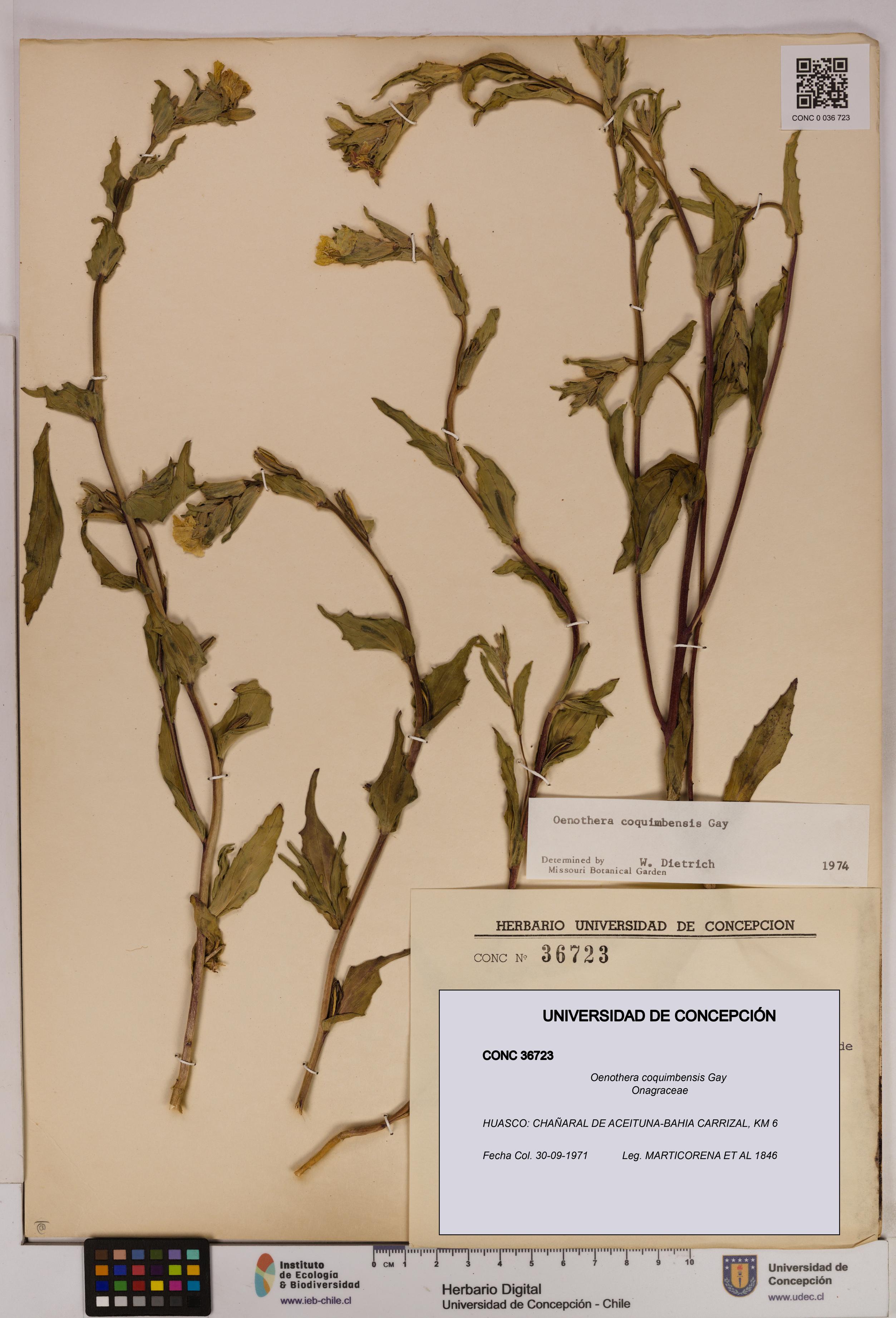 Oenothera coquimbensis [Espécimen: UDEC:CONC:0036723]