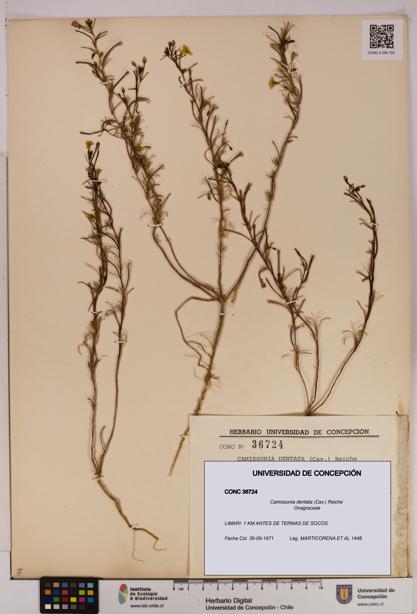 Camissonia dentata [Espécimen: UDEC:CONC:0036724]