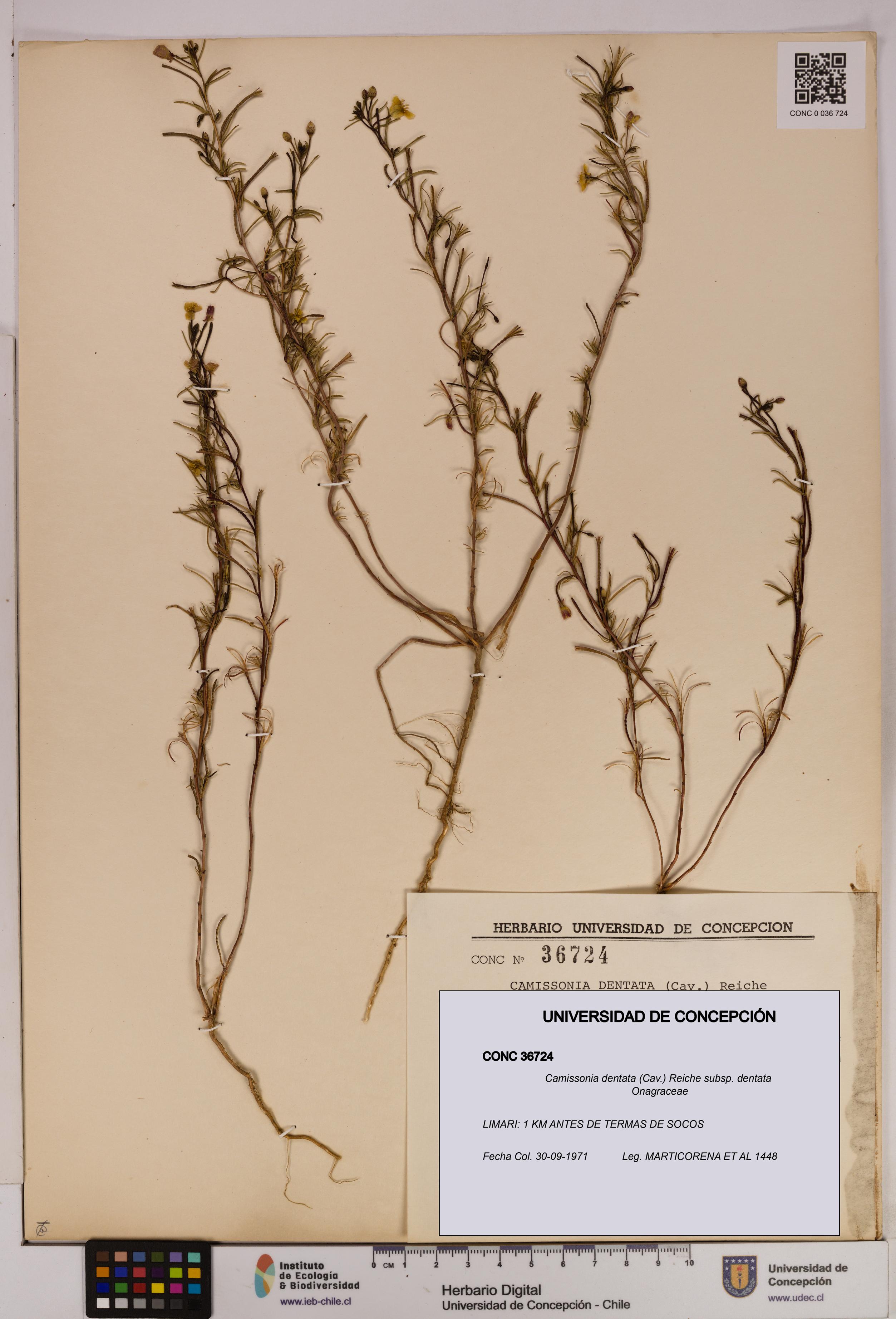 Camissonia dentata [Espécimen: UDEC:CONC:0036724]