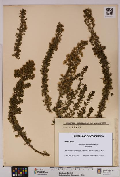 Ophryosporus triangularis [Espécimen: UDEC:CONC:0036727]