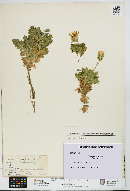 Perezia poeppigii [Espécimen: UDEC:CONC:0036739]