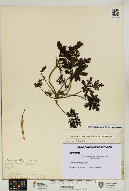 Argylia adscendens [Espécimen: UDEC:CONC:0036740]