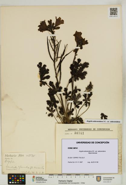 Argylia adscendens [Espécimen: UDEC:CONC:0036741]