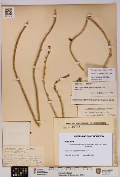 Silvaea celosioides var. celosioides [Espécimen: UDEC:CONC:0036748]