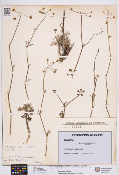 Eremocharis fruticosa [Espécimen: ]