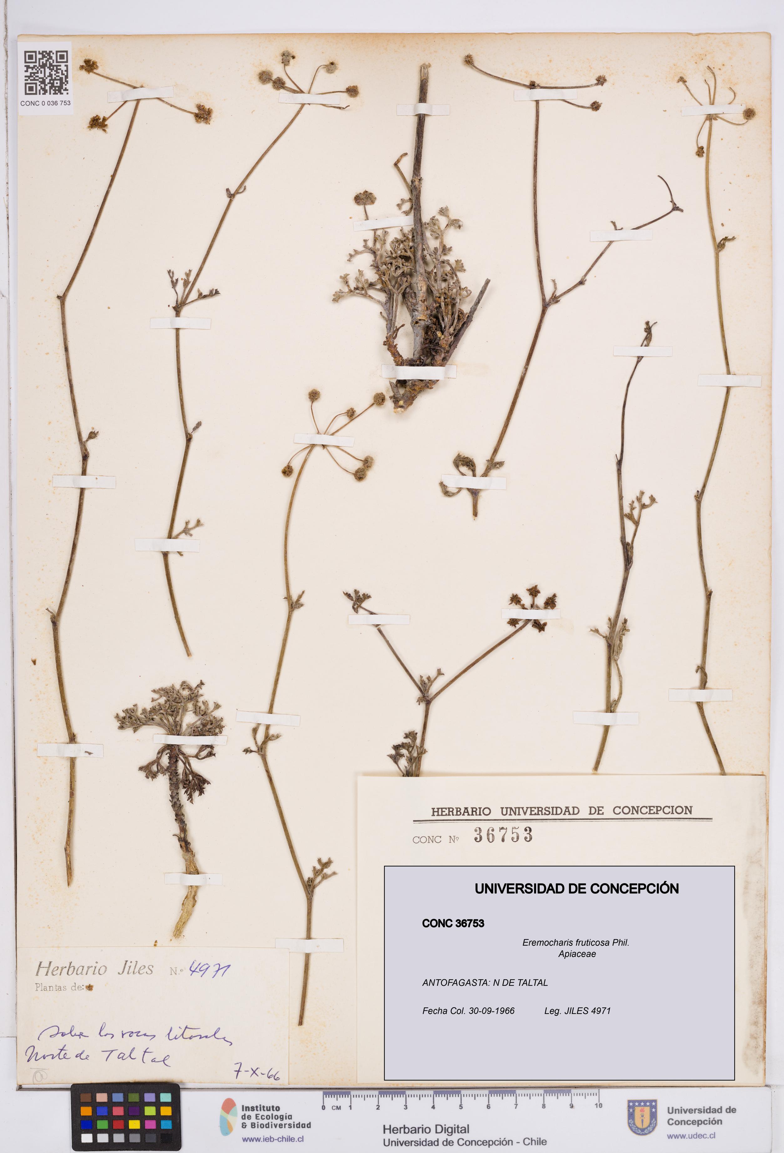 Eremocharis fruticosa [Espécimen: ]