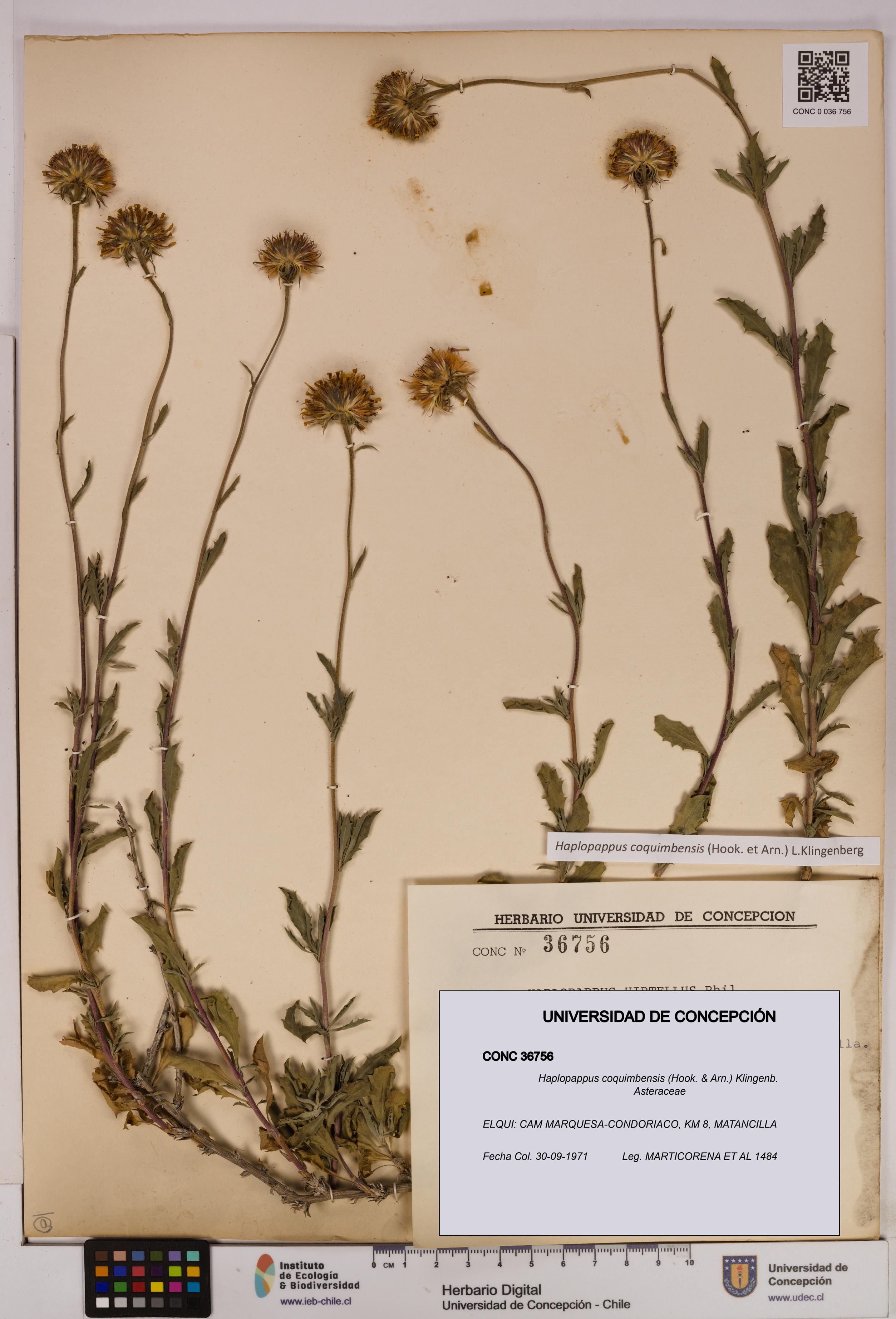 Haplopappus coquimbensis [Espécimen: UDEC:CONC:0036756]