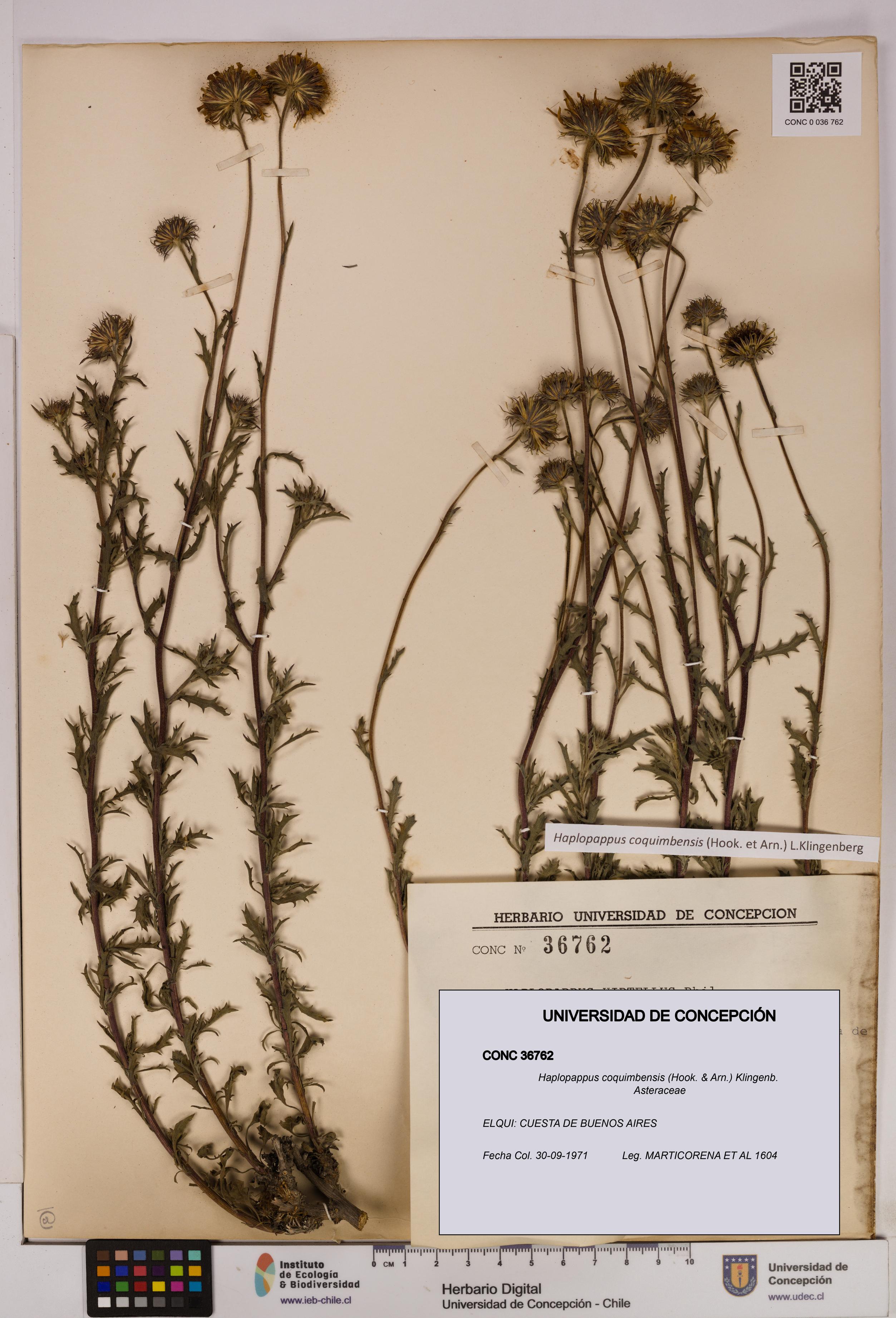 Haplopappus coquimbensis [Espécimen: UDEC:CONC:0036762]