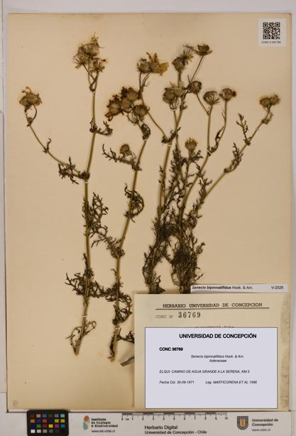 Senecio bipinnatifidus [Espécimen: UDEC:CONC:0036769]