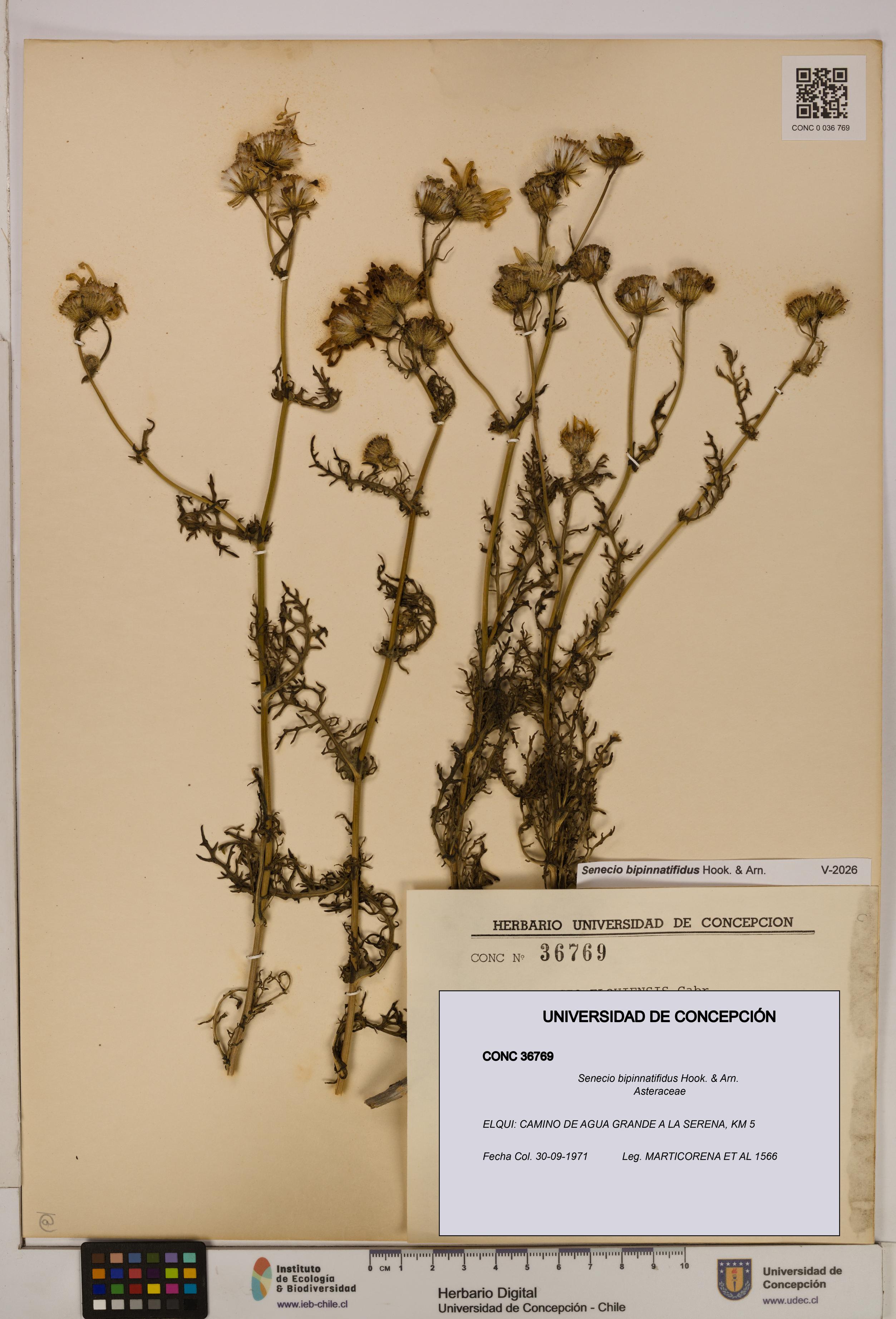 Senecio bipinnatifidus [Espécimen: UDEC:CONC:0036769]