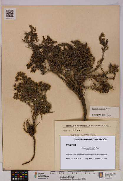 Frankenia chilensis [Espécimen: UDEC:CONC:0036770]
