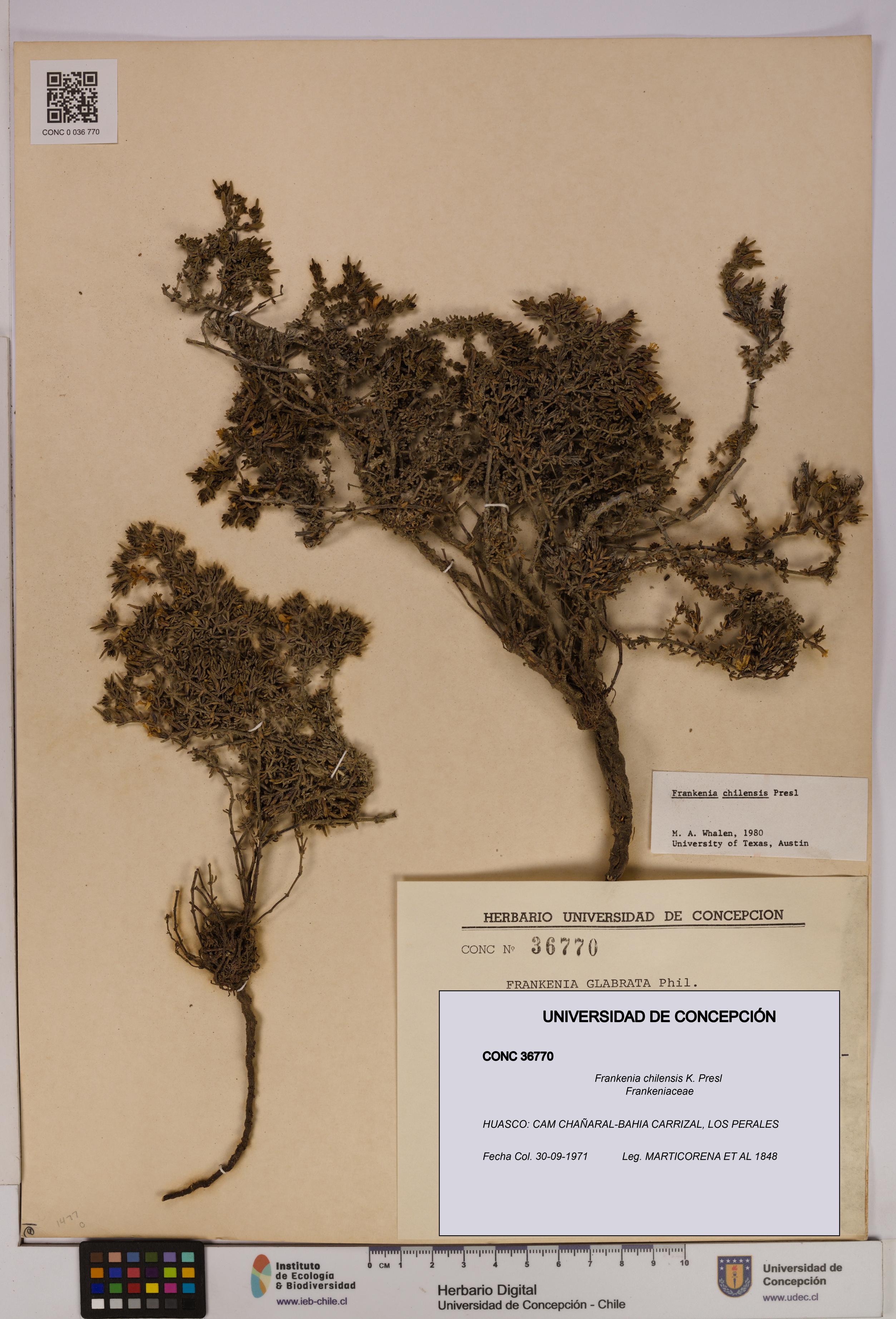 Frankenia chilensis [Espécimen: UDEC:CONC:0036770]