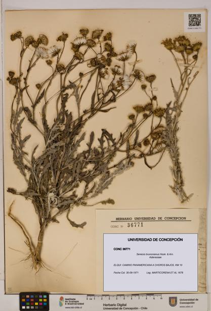 Senecio brunonianus [Espécimen: UDEC:CONC:0036771]