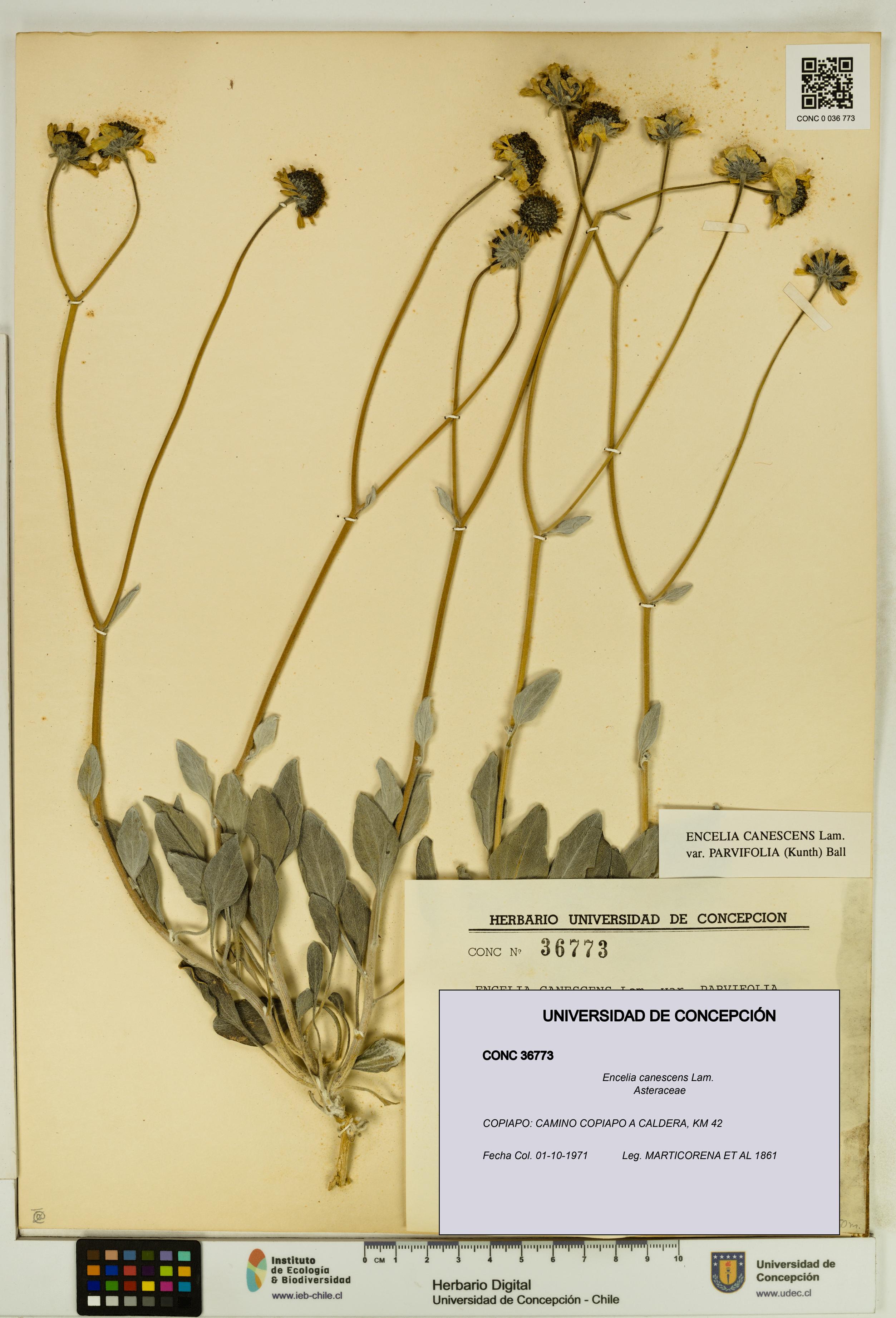 Encelia canescens [Espécimen: UDEC:CONC:0036773]