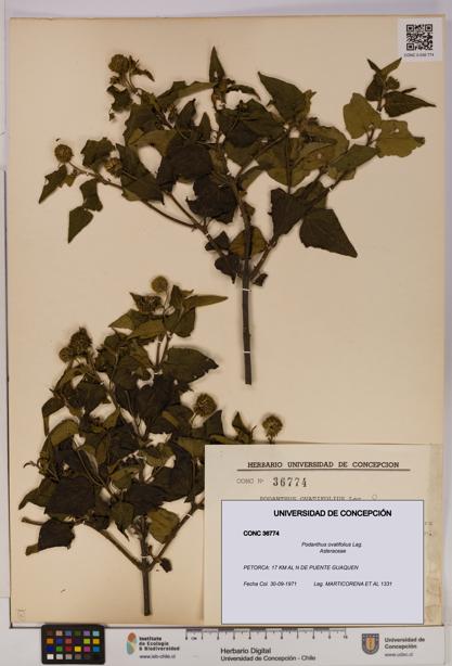 Podanthus ovatifolius [Espécimen: ]