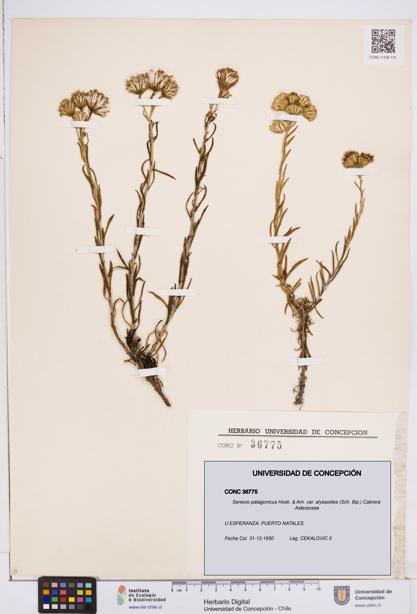 Senecio patagonicus var. alyssoides [Espécimen: ]
