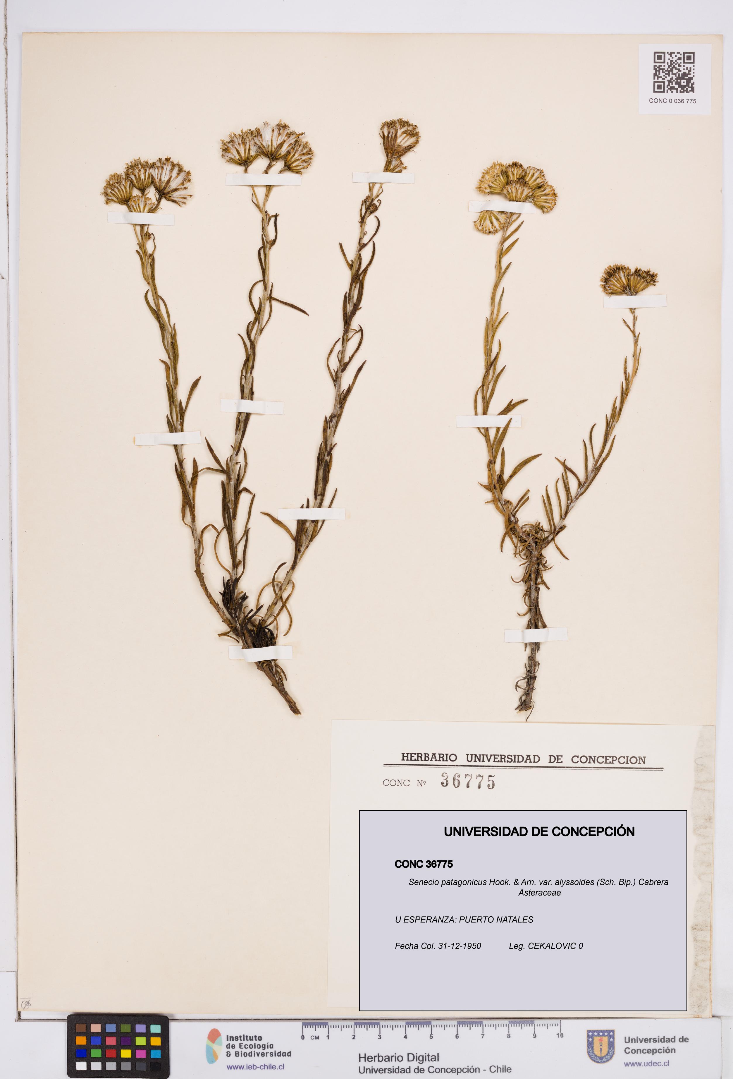 Senecio patagonicus var. alyssoides [Espécimen: ]