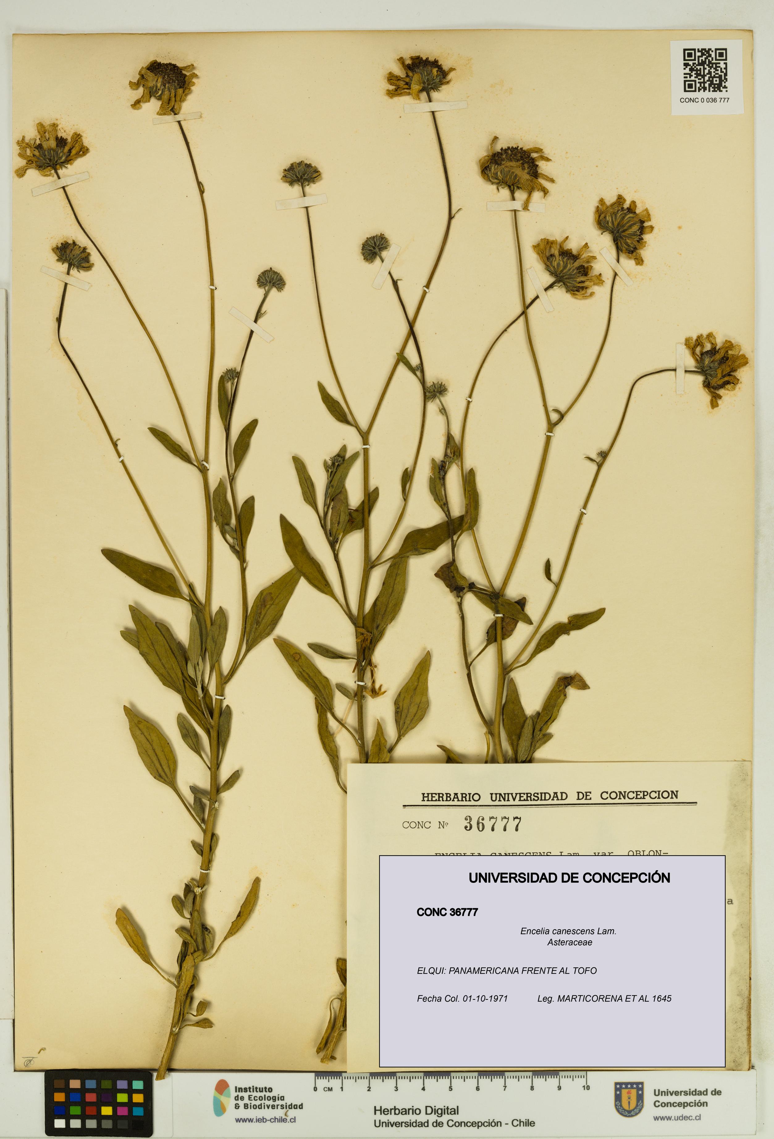 Encelia canescens [Espécimen: UDEC:CONC:0036777]