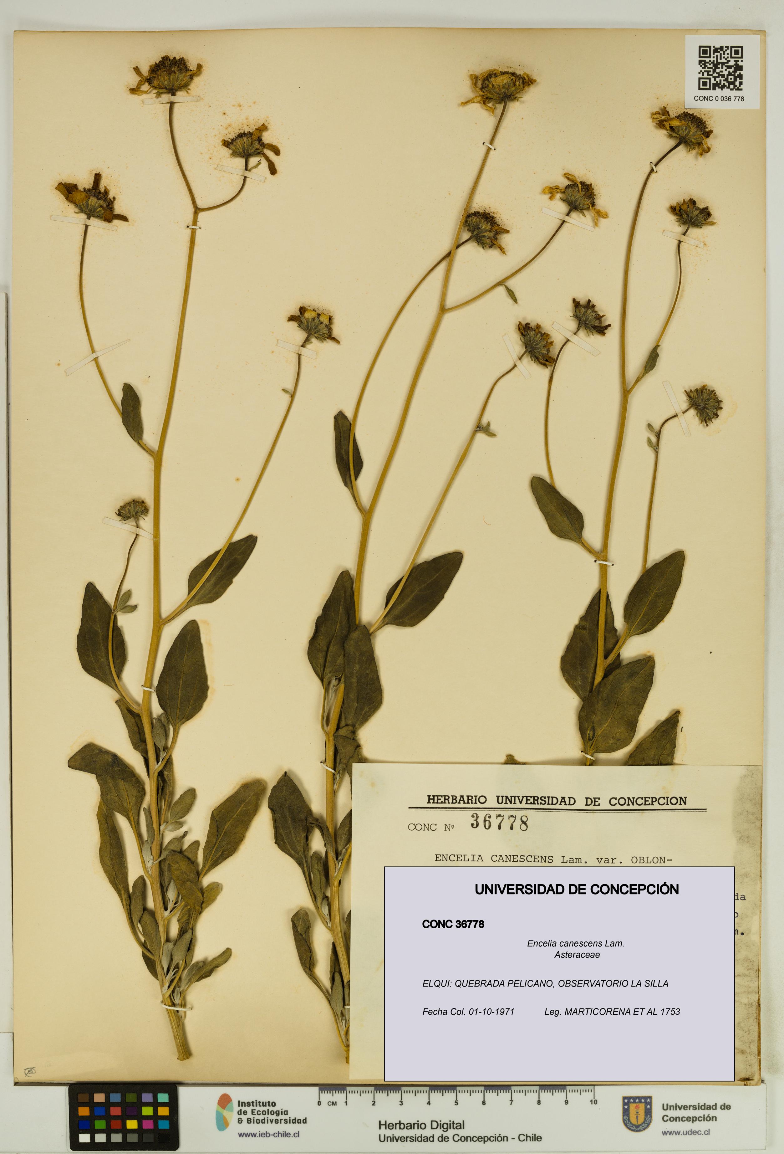 Encelia canescens [Espécimen: UDEC:CONC:0036778]